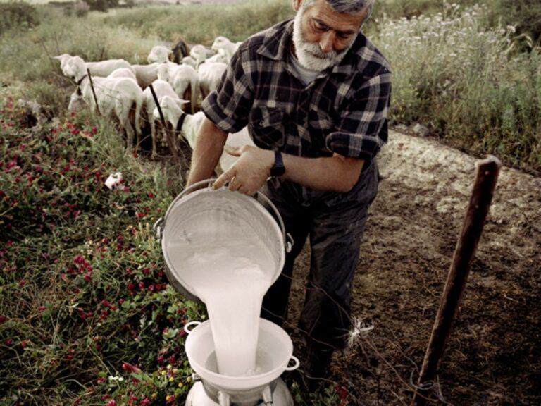 Sardinia Tours Shepherd and Ricotto